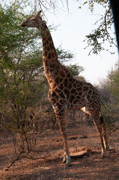20090809090751 - Giraffe in Kruger National Park
