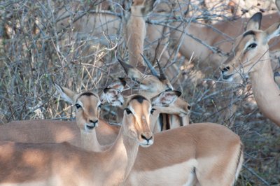 Impala, Kruger National Park