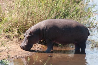 20090811050521 - Hippo on Sabie River