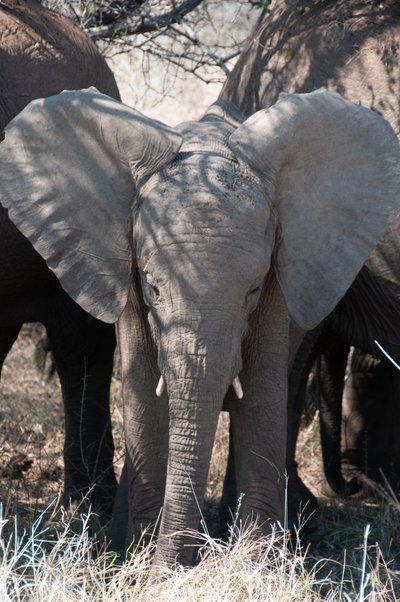 20090811053805 - Elephant Family near Sabie River
