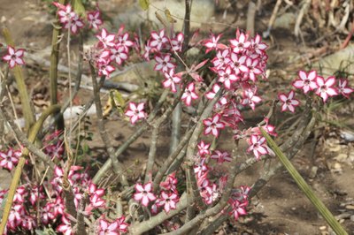 20090813041607 - Pink Impala Lily Desert Flowers in Bloom