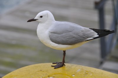 20090817083211 - Hartlaub's Gull on Yellow Bollard