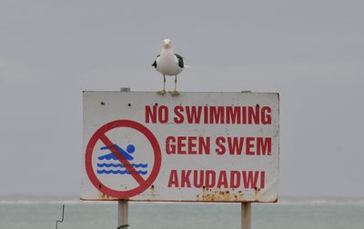 20090821081518 - Seagull on No Swimming Sign, Plettenberg Bay (crop)