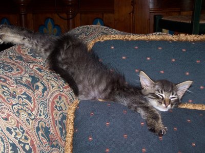 Tony On Lakehouse Pillow