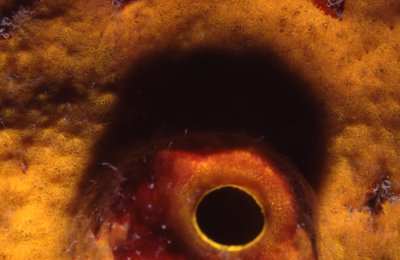 Bonaire 99   Coral Anus