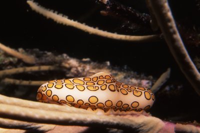 Bonaire 99   Flame Tongue Zoom