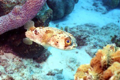 Bonaire 99   Puffer Zoom