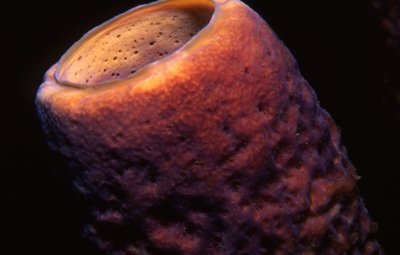 Bonaire 99   Tube At Night