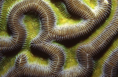 Palau   Green Brain Coral