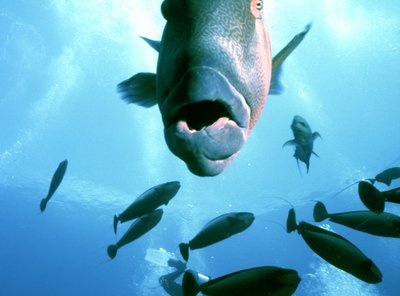 Palau   Wrasse Here'S Looking At You