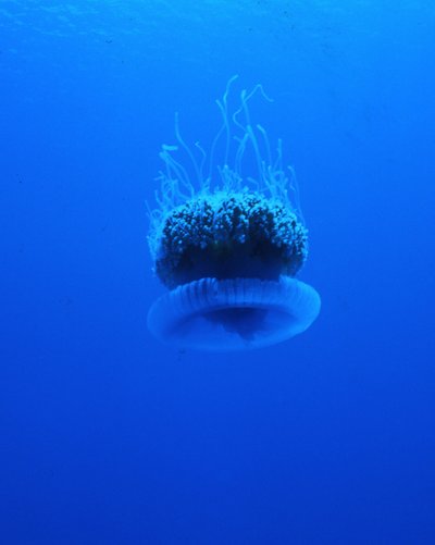 Palau 96   Jelly Fish Vertical