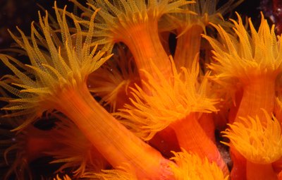 Roatan   Orange Cup Coral 3