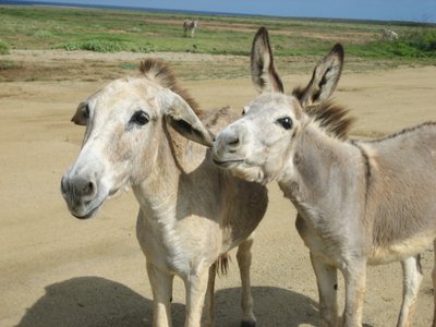 Our Donkey Friends