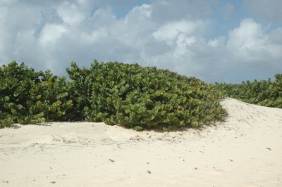 Windswept Vegetation