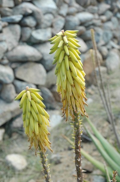 Aloe Vera Flowers